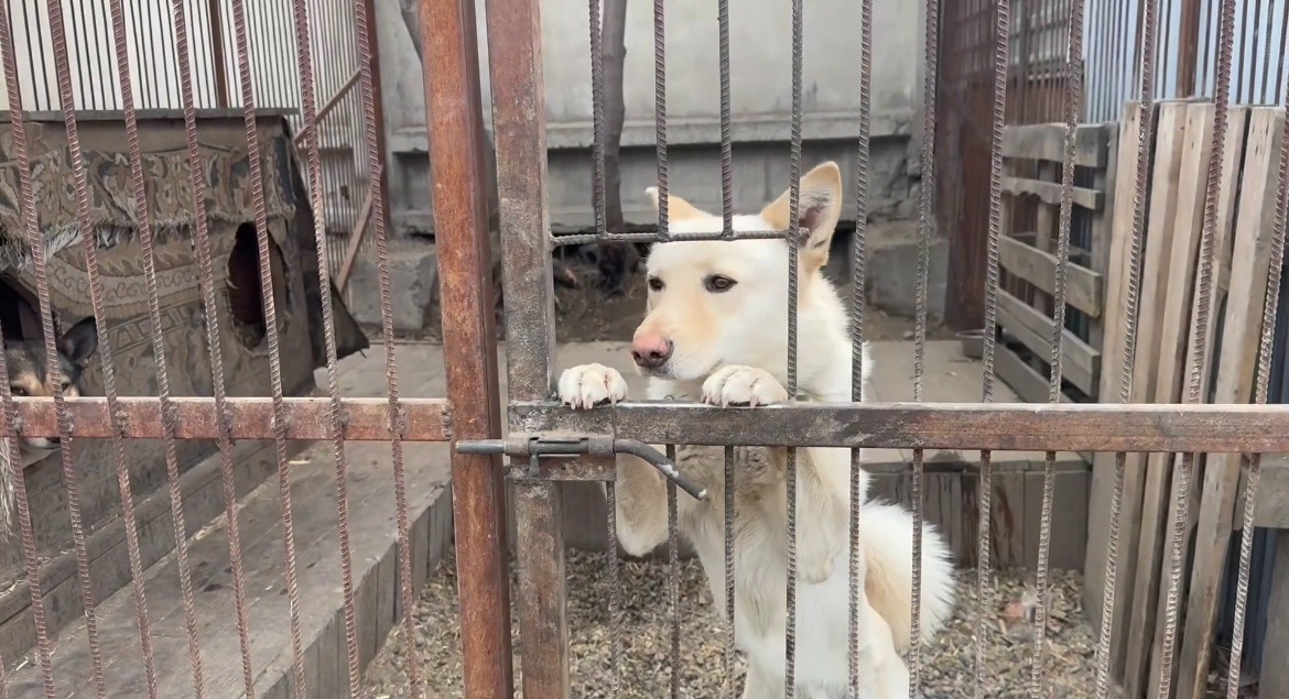 Большая помощь маленькому другу